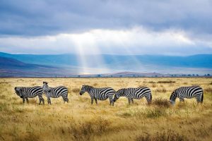 Tanzania Ngorongoro