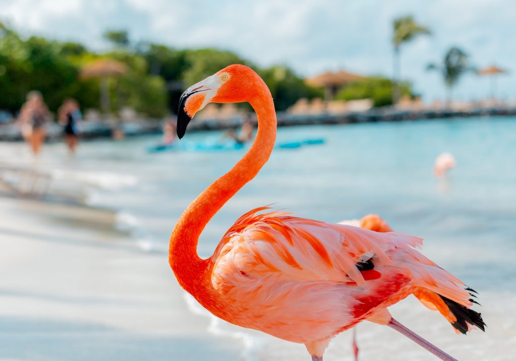 Aruba