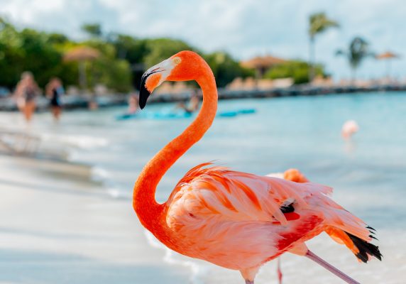 Aruba