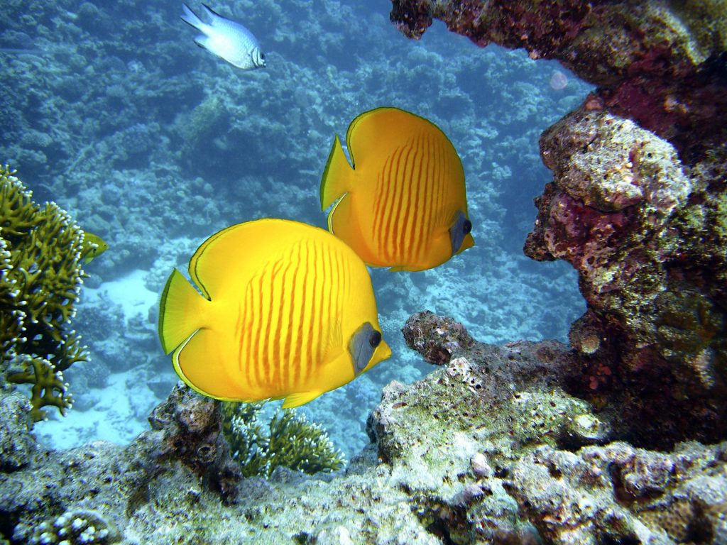 egypt sharm el sheikh diving