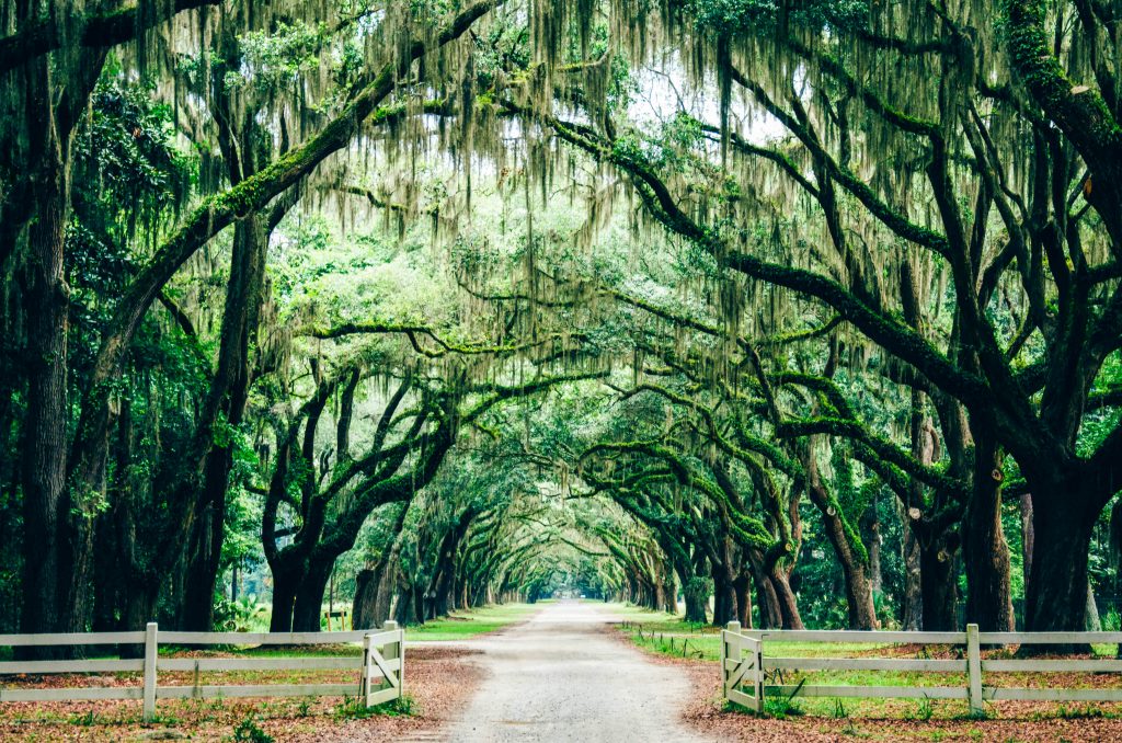 USA Savannah