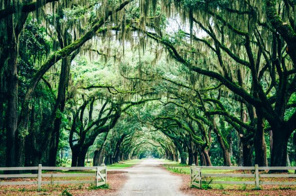 USA Savannah