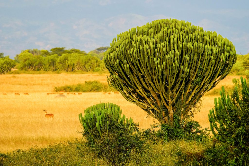Uganda