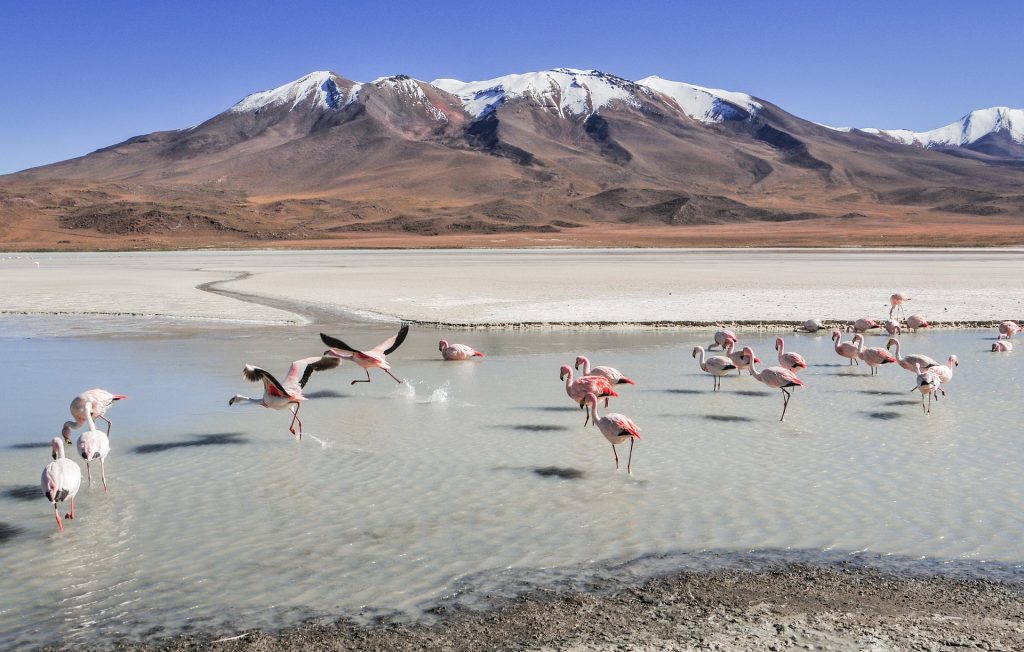 Lagoon, Bolivia altiplano