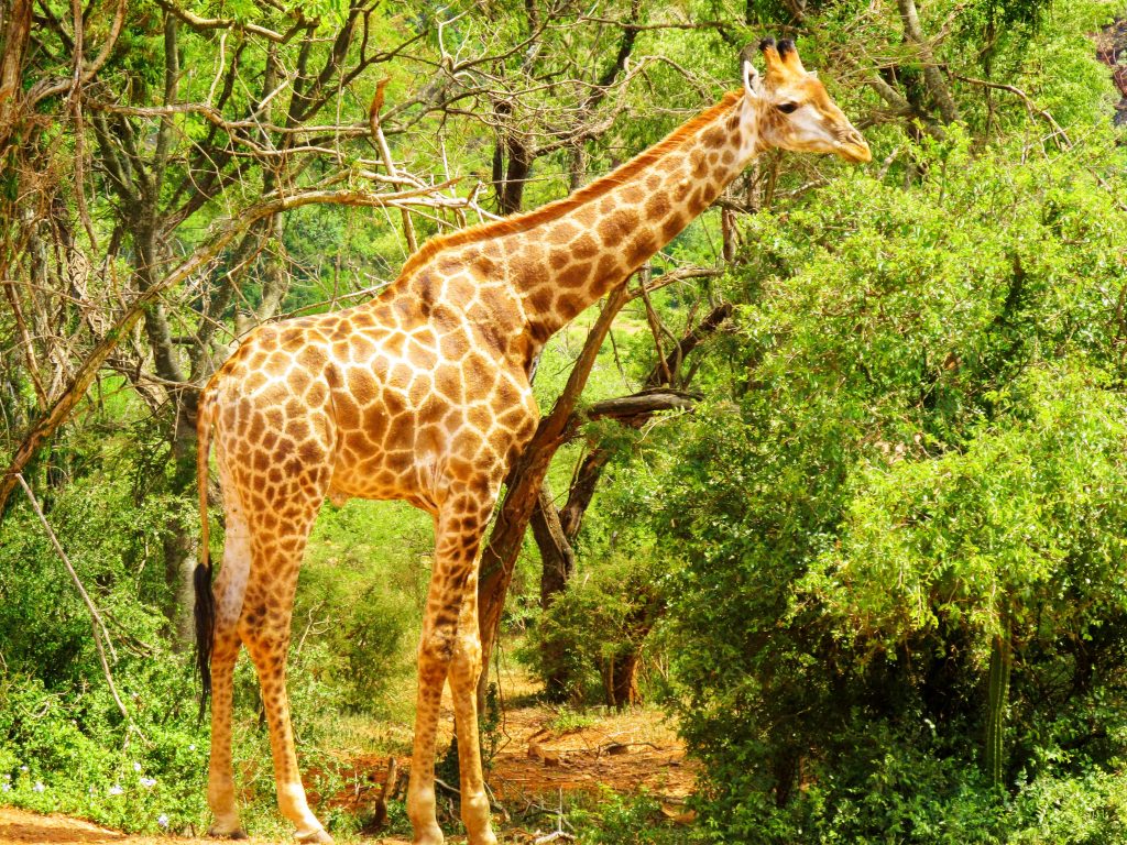 South Africa Mpumalanga