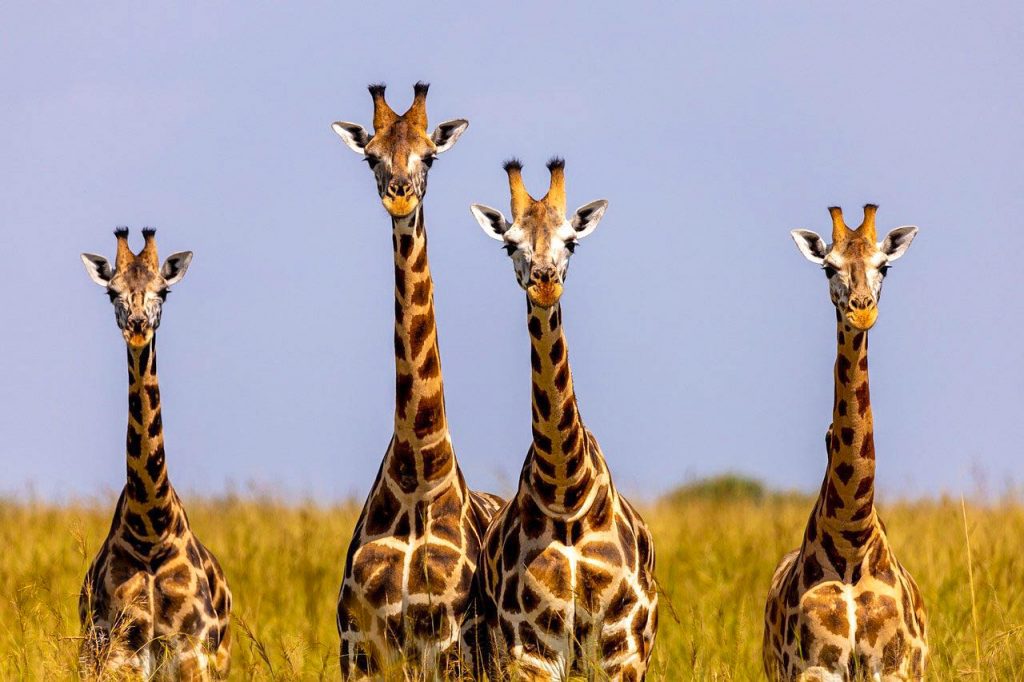 Uganda