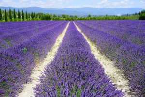 France Provence