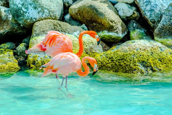 Aruba