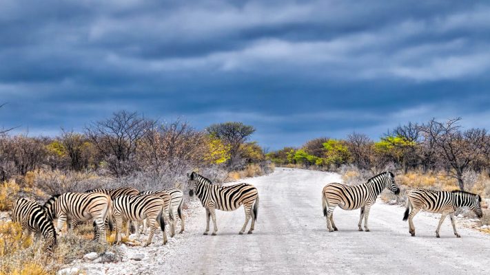 Namibia Etosha