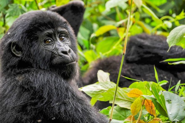 Uganda