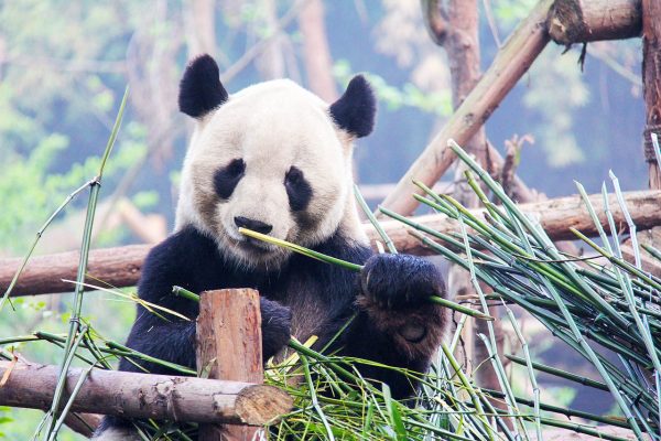 China Chengdu pixabay