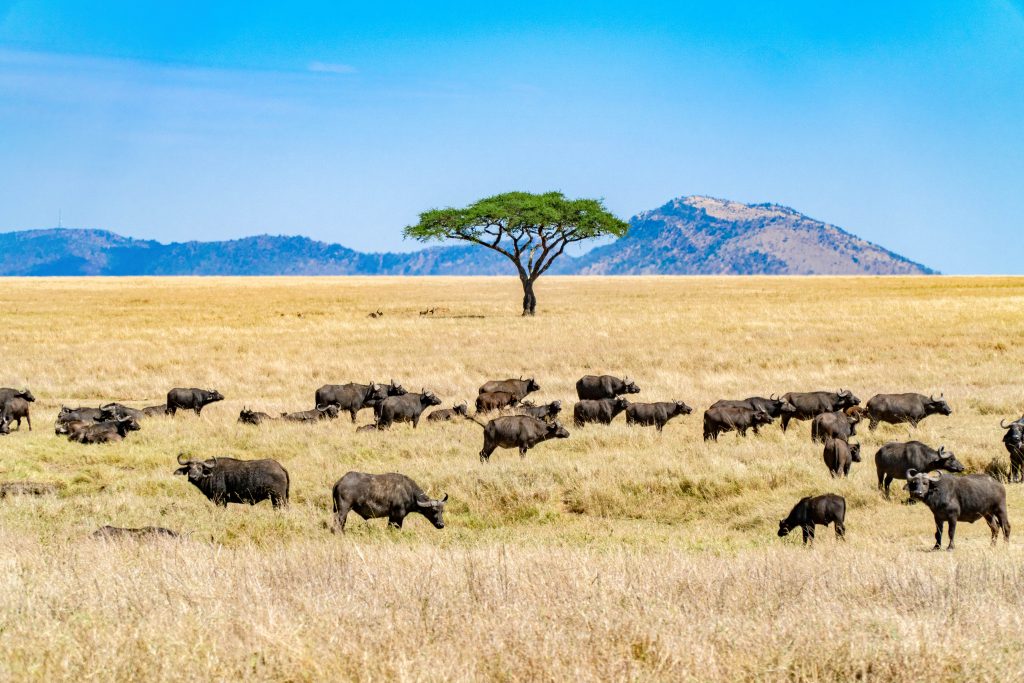 Tanzania unsplash