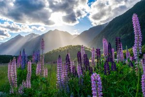 New Zealand Milford Sound unsplash