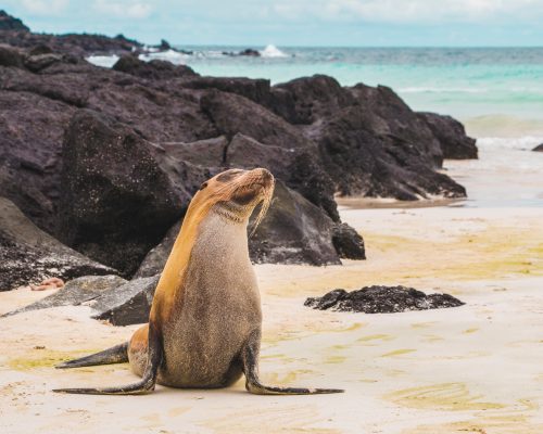 Ecuador Galapagos unsplash