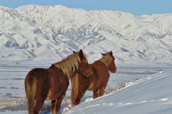 Kazakhstan Almaty unsplash