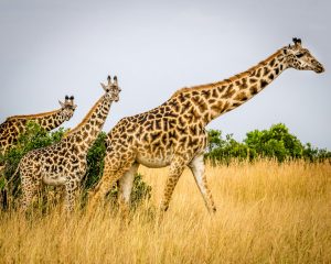 Kenya Masai Mara unsplash