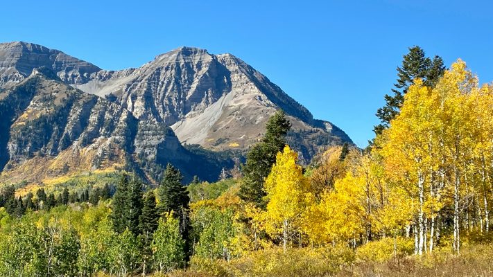 USA Utah Aspen unsplash