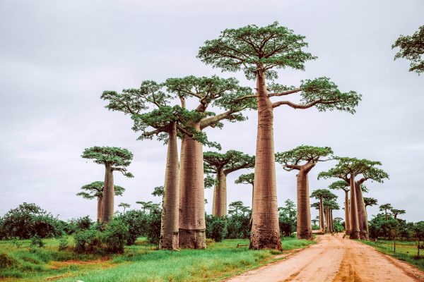 Madagascar unsplash