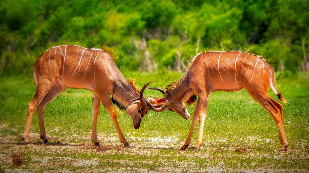 Zimbabwe pixabay