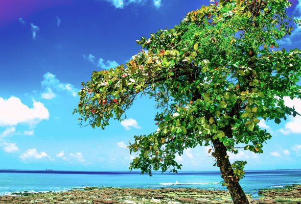 Brazil Fortaleza pixabay