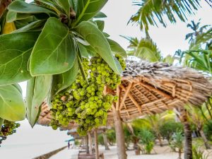 Tanzania Zanzibar unsplash
