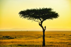Kenya Masai Mara unsplash