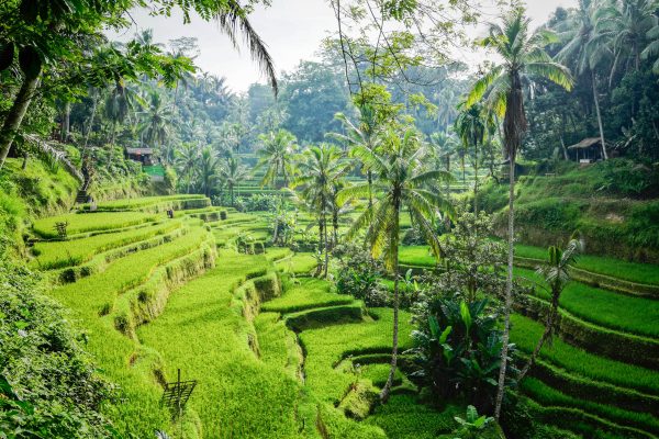 Indonesia Bali unsplash