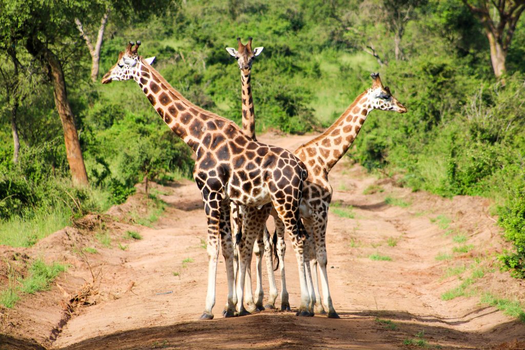 Uganda unsplash