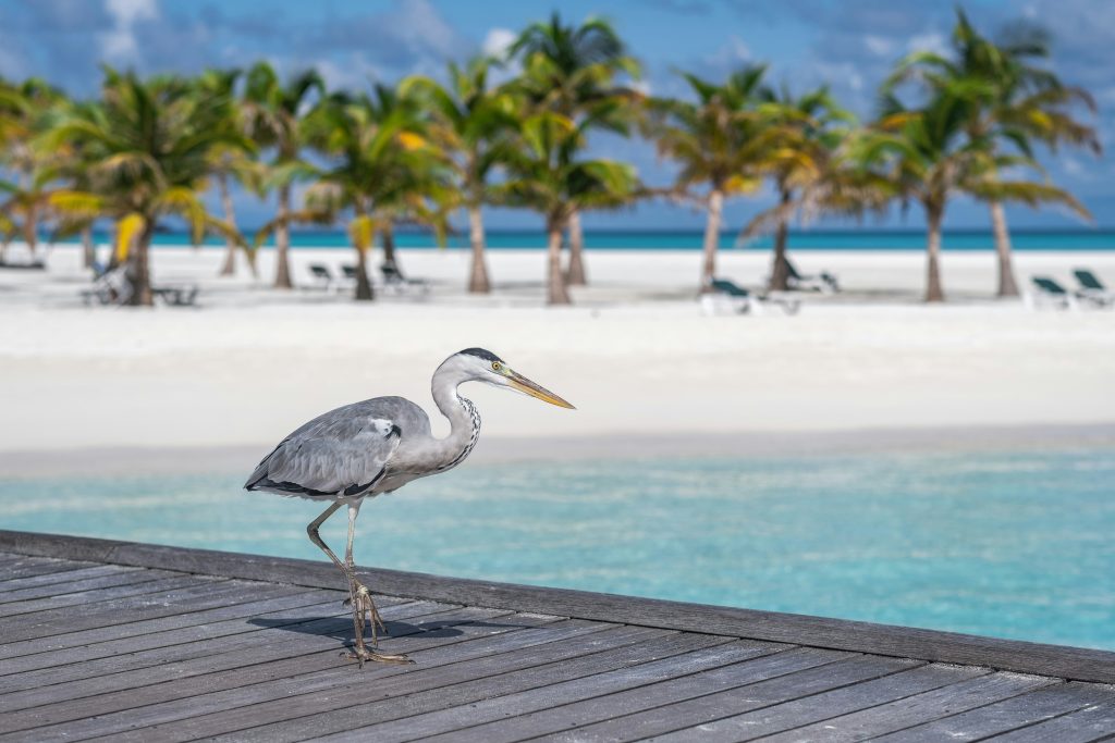 Maldives unsplash