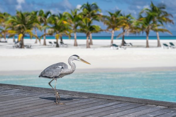 Maldives unsplash