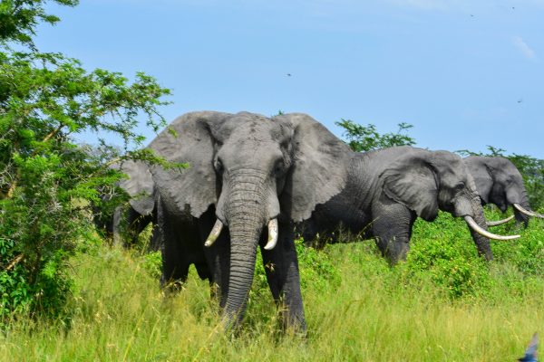 Rwanda Akagera unsplash